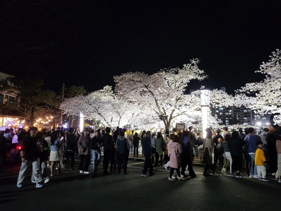 김천 연화지에 야간에도 많은 관광객들이 벚꽃을 관람하고 있다. ⓒ 김천시