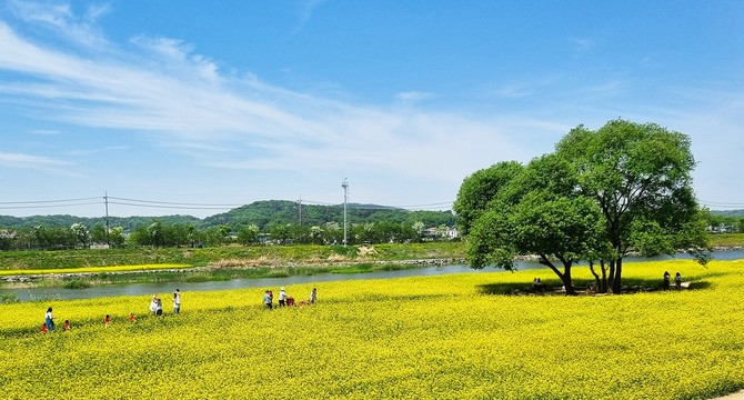 2024 도시농업페스티벌 유채꽃단지. ⓒ 청주시