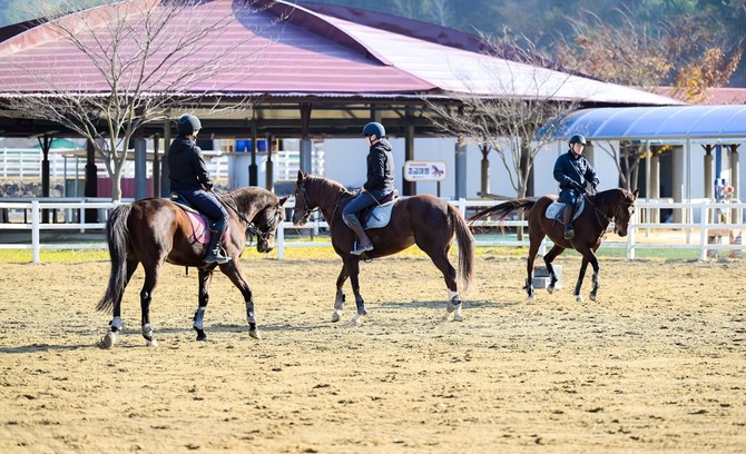 함안 승마공원 직장인 야간반 모집. ⓒ 함안군