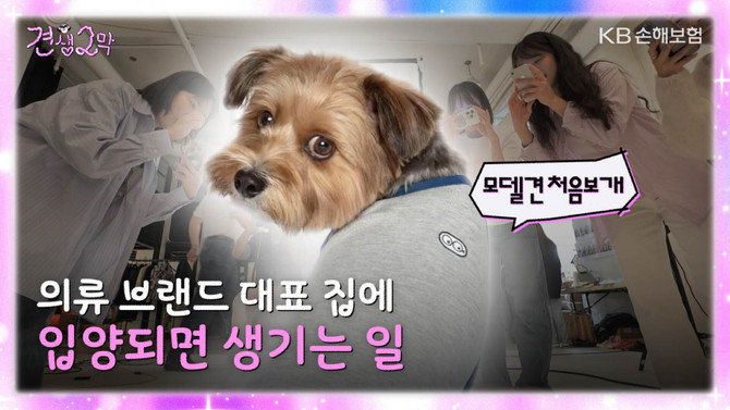 27일 KB손해보험은 긍정적 반려문화 확산을 위해 제작한 펫보험 연계 콘텐츠 '견생2막'을 KB손해보험 공식 유튜브 채널을 통해 공개했다. ⓒ KB손해보험