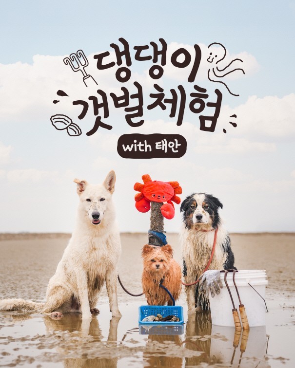 반려동물 동반 갯벌 체험 프로그램 홍보물. ⓒ 태안군