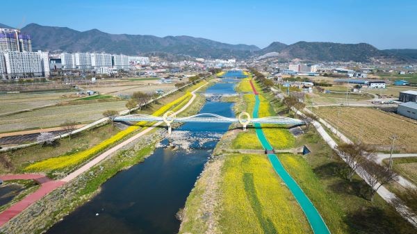 2025 화순 봄꽃 축제 꽃강길, 유채꽃밭 전경. ⓒ 화순군