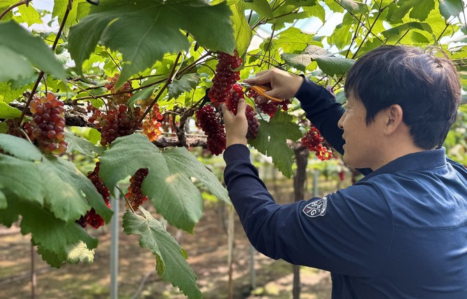 송일구(43) 씨가 씨 없는 포도 '델라웨어'를 15일 전국에서 가장 먼저 출하하고 있다. ⓒ 대전시