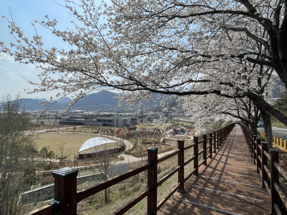 청도군은 신화랑달빛수련길 조성사업의 일환으로 추진한 데크 및 경관조명 설치공사를 성공적으로 완료했다. ⓒ 청도군