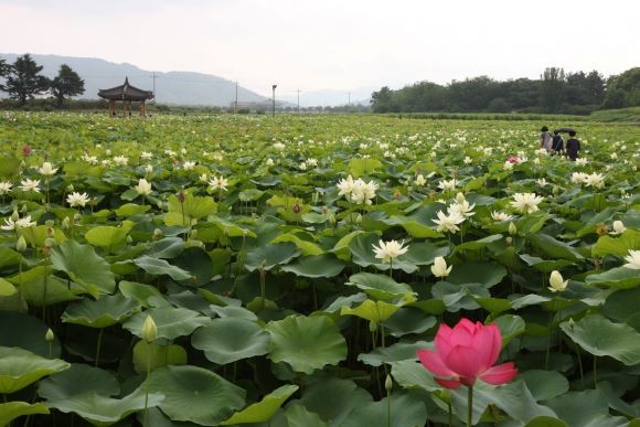 연꽃이 만개한 경주 동궁과 월지 연꽃단지. ⓒ 경주시