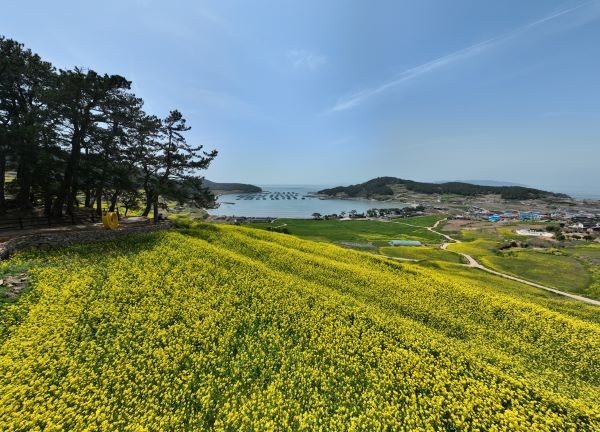완도군의 대표 봄 축제인 ‘청산도 슬로걷기 축제’는 5월4일까지 진행된다. ⓒ 완도군
