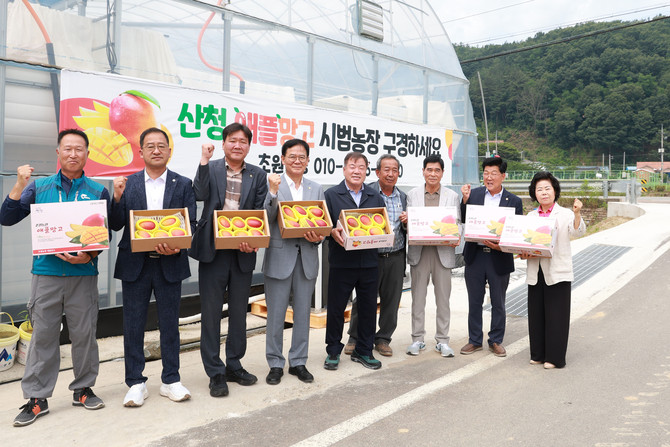 산청군 신소득 작목 애플망고 수확. ⓒ 프라임경제
