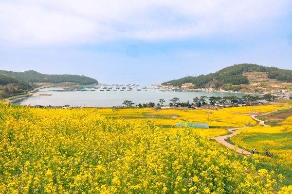 청산도 유채꽃밭 전경. ⓒ 완도군