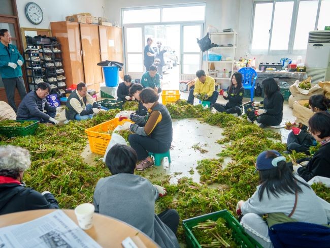 울릉군은 산채 수확철을 맞아 농촌일손부족 해소에 도움을 주고자 민관협력으로 농촌일손돕기지원사업을 실시하고 있다. ⓒ 울릉군