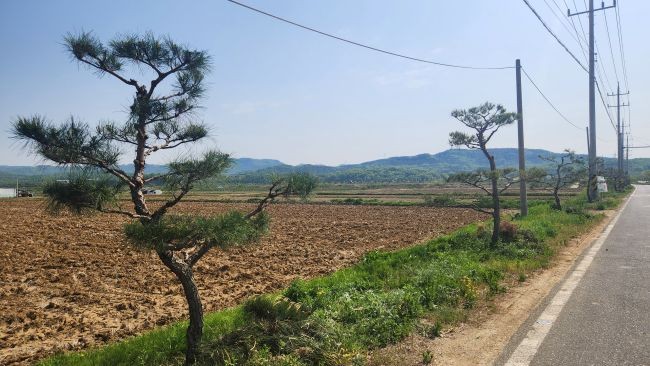 의성군은 가로수의 건강한 생육환경 조성과 안전사고 예방을 위해 과도하게 자란 가지와 고사 가지 등을 집중 정비했다. ⓒ 의성군