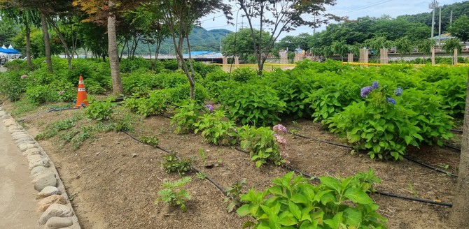 공주시 유구읍 유구색동수국축제 행사장 내 일부 구간에 식재된 엔드리스 썸머 수국이 꽃을 피우지 못한 채 잎만 무성한 모습을 보이고 있다. ⓒ 프라임경제