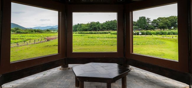 동궁과 월지 연꽃단지에 흰 연꽃과 연분홍 연꽃이 활짝 피어나 한여름 정취를 더하고 있다. ⓒ 경주시