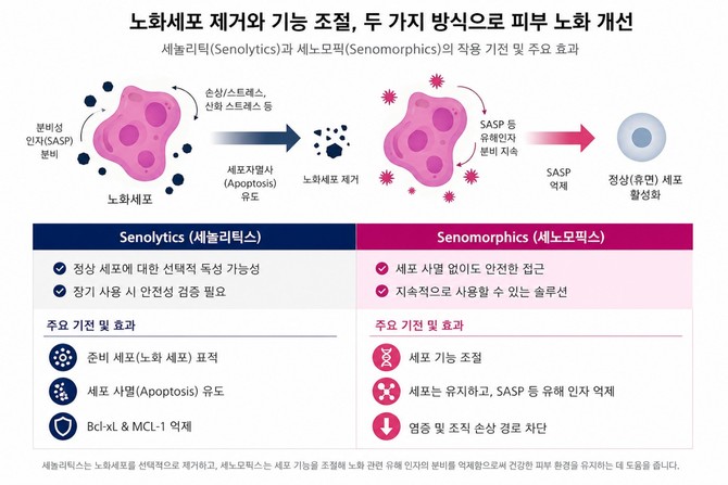 세놀리틱스와 세노모픽스의 피부 노화 개선 작용 기전. ⓒ 지에프씨생명과학