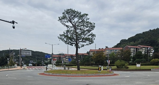 아리랑고개 회전교차로 소나무 조형전정 정비 후 전경. ⓒ 예산군